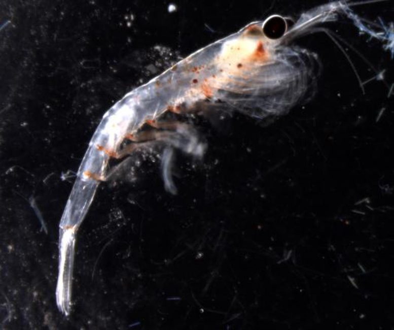 Migratore verticale dello zooplancton