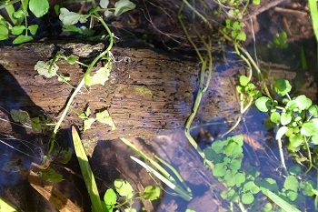 Piccole lumache di fango della Nuova Zelanda su detriti legnosi in un ruscello.