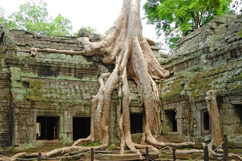 Kořeny Angkor Wat