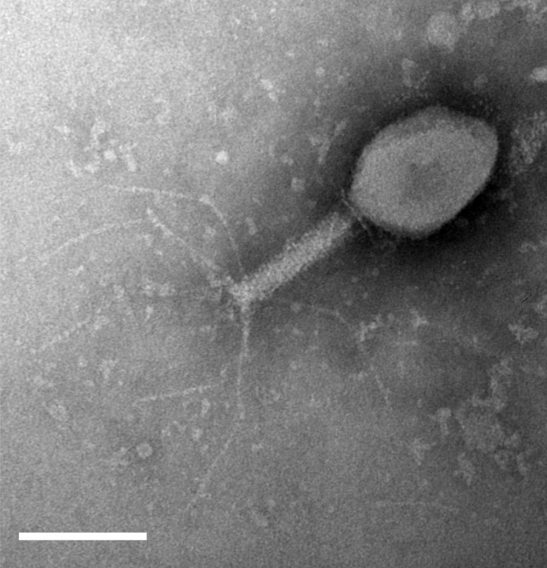 Imagen de bacteriófago