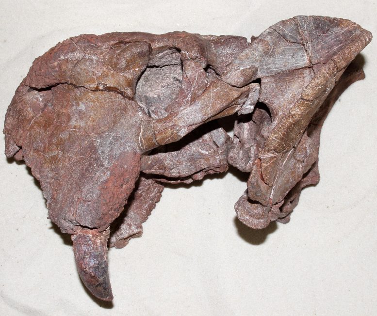 Cráneo fósil de dicinodonte