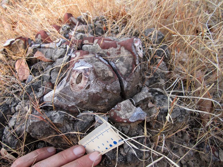 Cráneo de dicinodonte