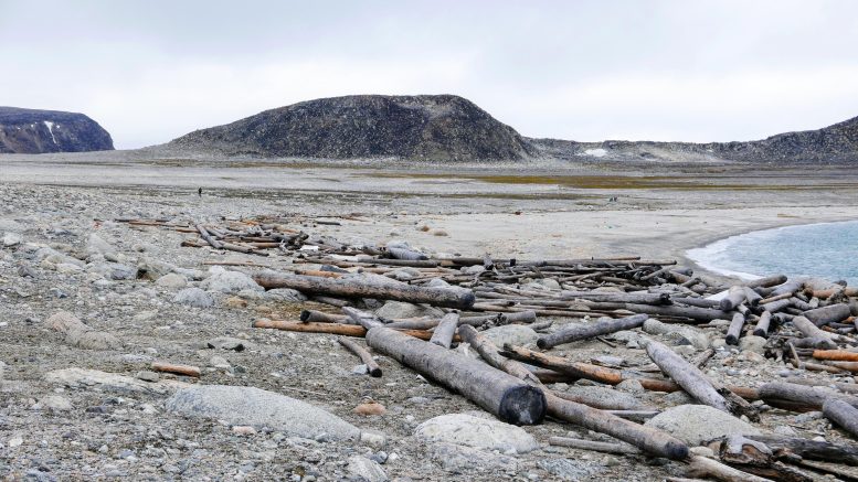 Driftwood a Svalbard Beachen