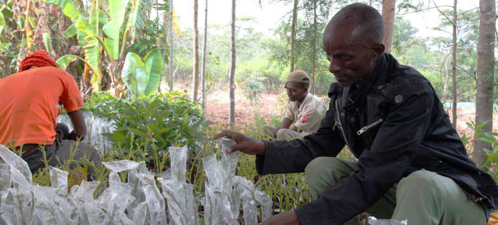 image1170x530cropped Food Heroes: Ethiopian avocado farmer’s ‘transformational’ crop