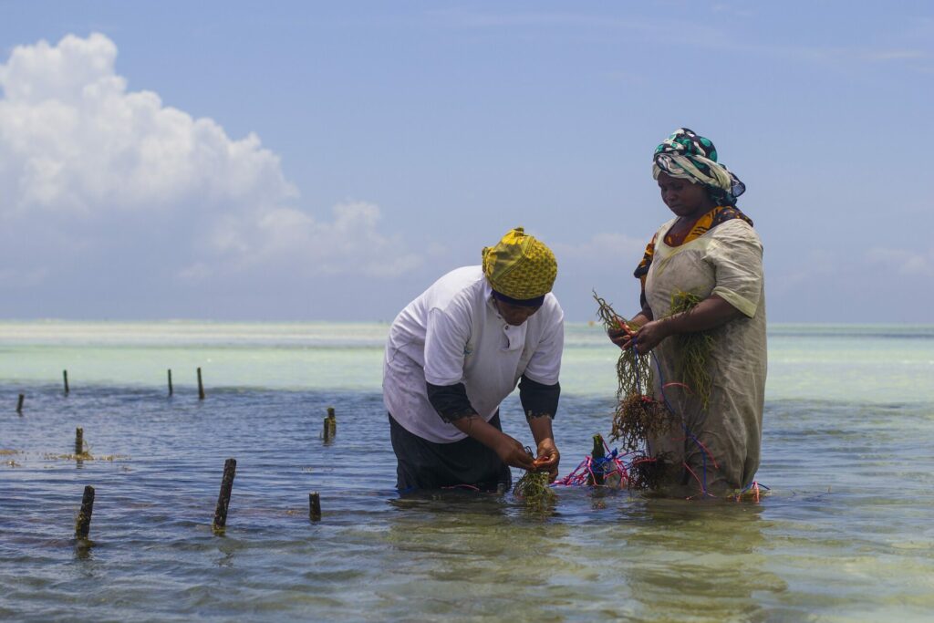 2560px WomenWorking SeaweedZanzibar 2 يجب أن تبتكر صناعة الأعشاب البحرية العالمية وتتكيف أو تخاطر ببقائها على المدى الطويل