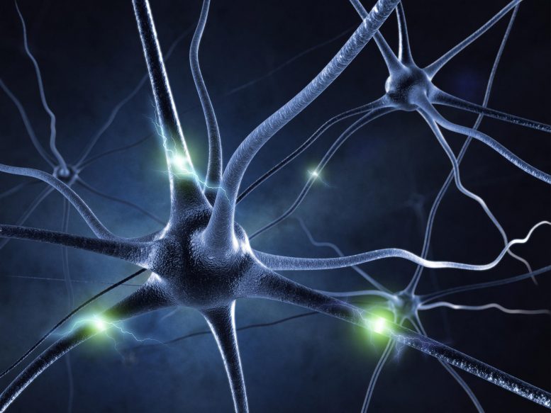 Neuronen-Gehirn-Signale