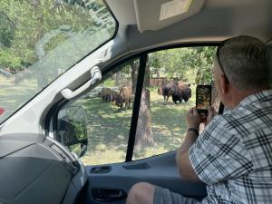 Private Tour of the Black Hills on the Wildlife Loop of Custer State Park with American Bison