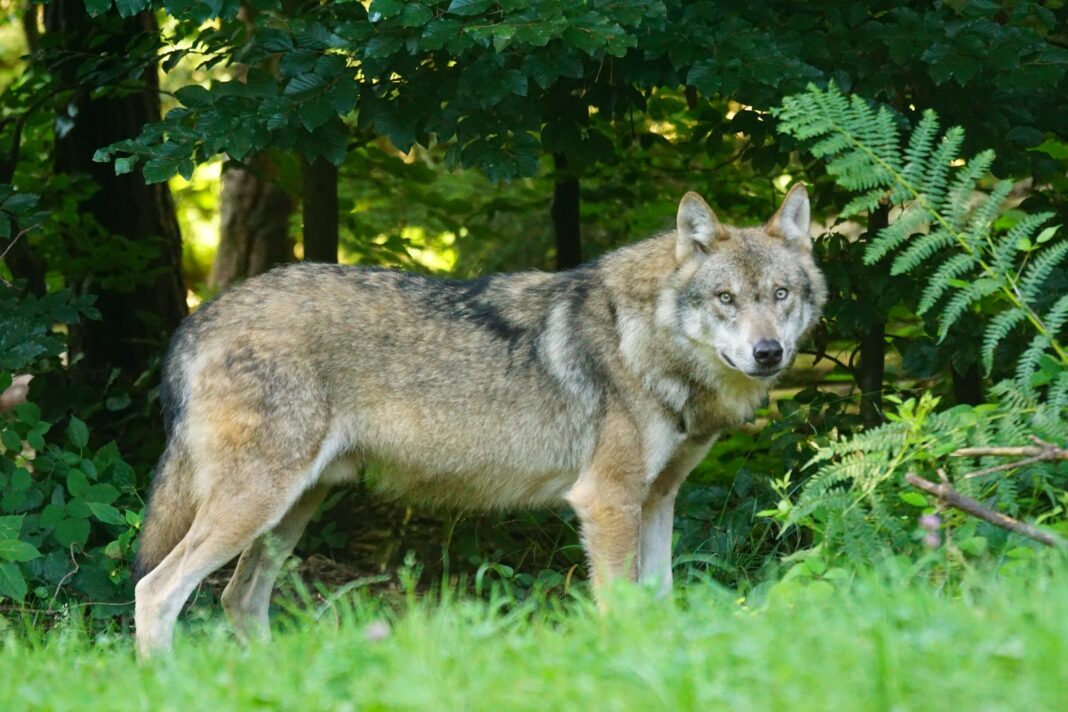 Бурый волк стоит на зеленой траве
