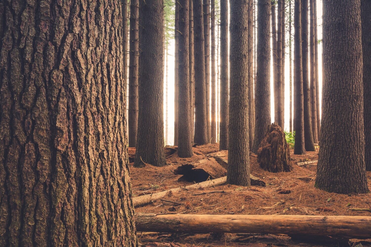 brown log surrounded with trees