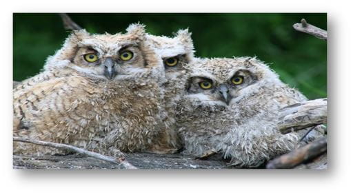 picture2 jpg University of Regina owl research Royal