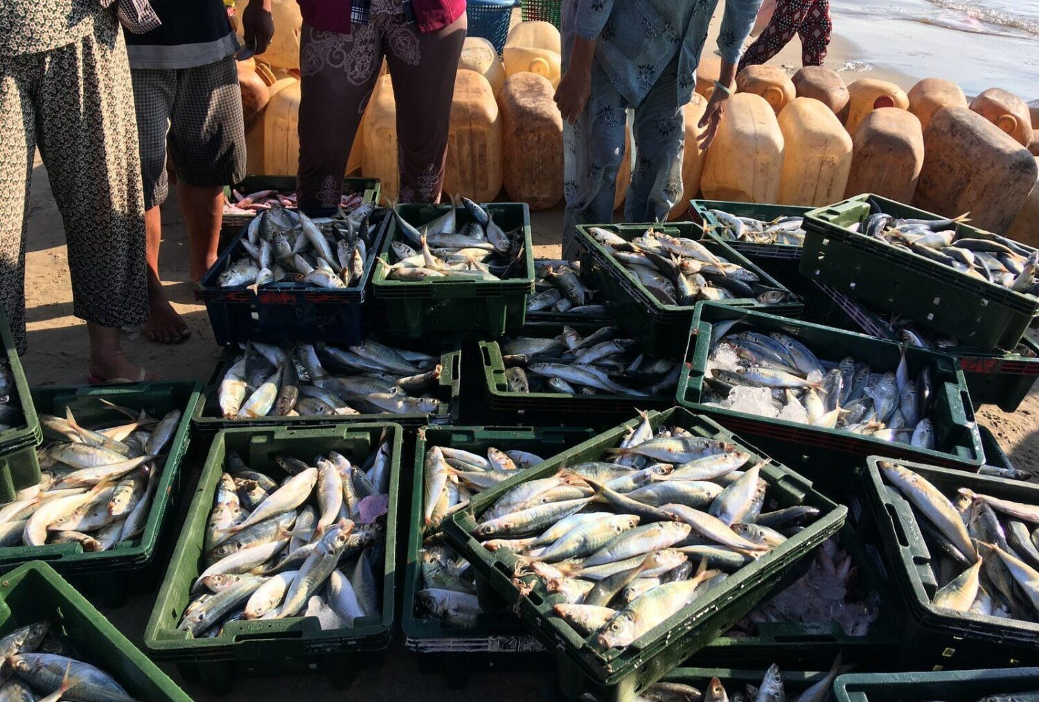 edible fish on crate lot