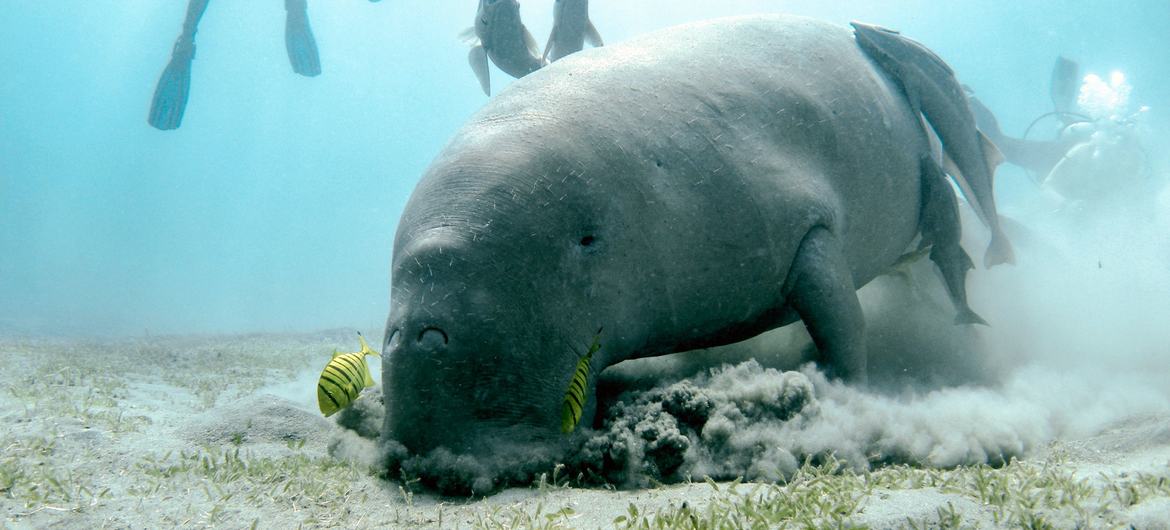 Manatees, also know as sea cows, are starving to death due to the loss of seagrass.