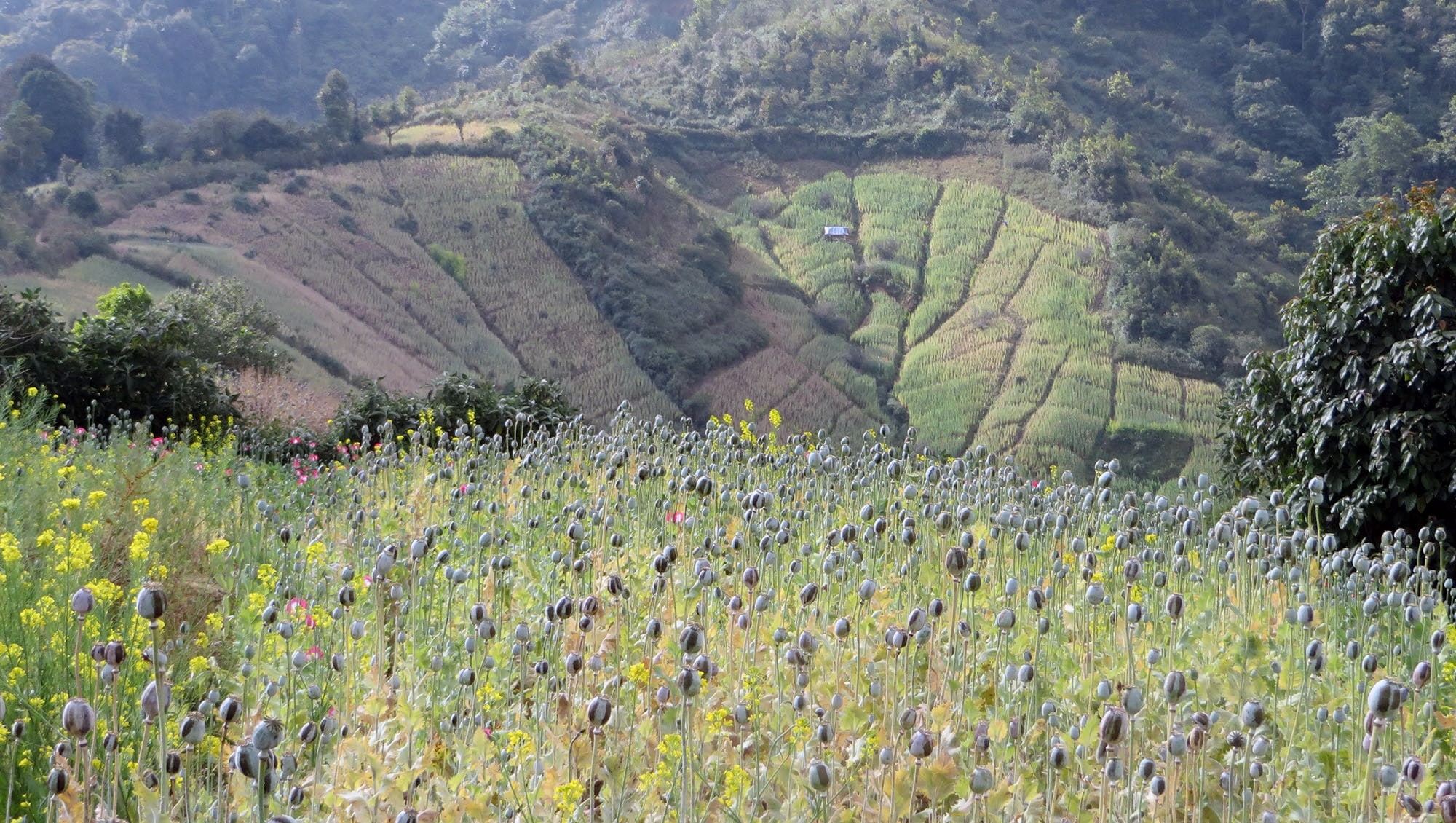 img 7169 jpg UNODC-verslag – tekens van verhoogde opiumproduksie in Myanmar