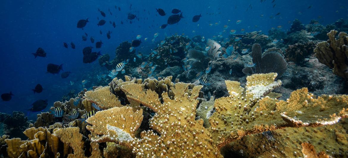 A colony of Elkhorn coral, an almost extinct acropora species in the Caribbean.