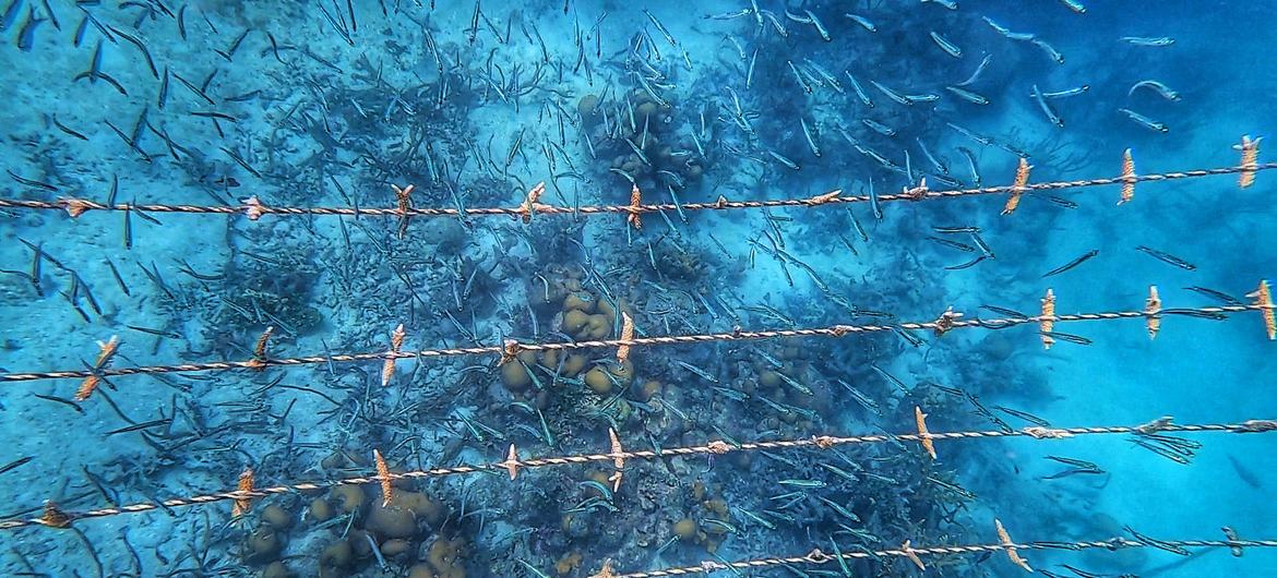 Fragments of Acropora corals growing on a rope-type nursery in Oceanario, Colombia.