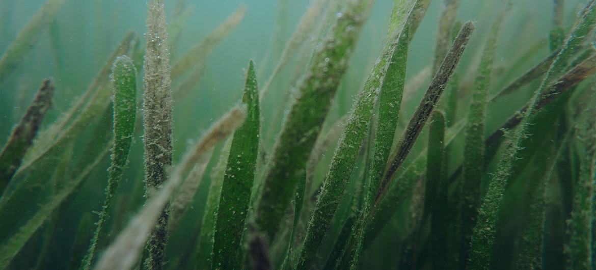 Seagrass, which evolved over 70 million years ago from terrestrial grass, is one of the most diverse and valuable marine ecosystems on the planet.