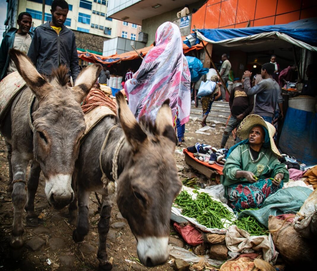 woman in green dressed sitting beside green vegetable and two gray donkey's
