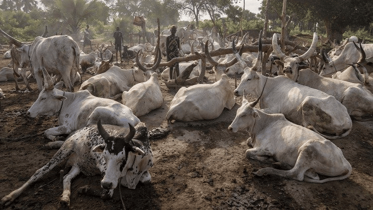 image 6 Южный Судан: Жизнь в скотоводческом лагере