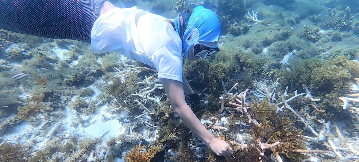 Die Meeresbiologin Violeta Posada reinigt eine verpflanzte Korallenkolonie.