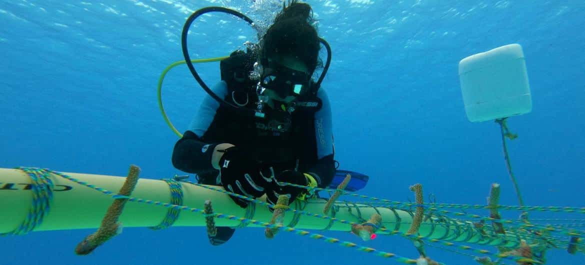 Biologist Maria Fernanda Maya cleans a rope-type coral nursery.