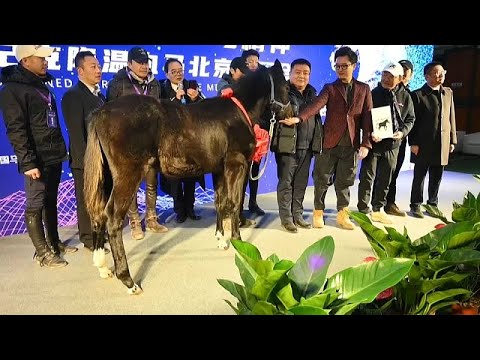 China showed off its first cloned horse