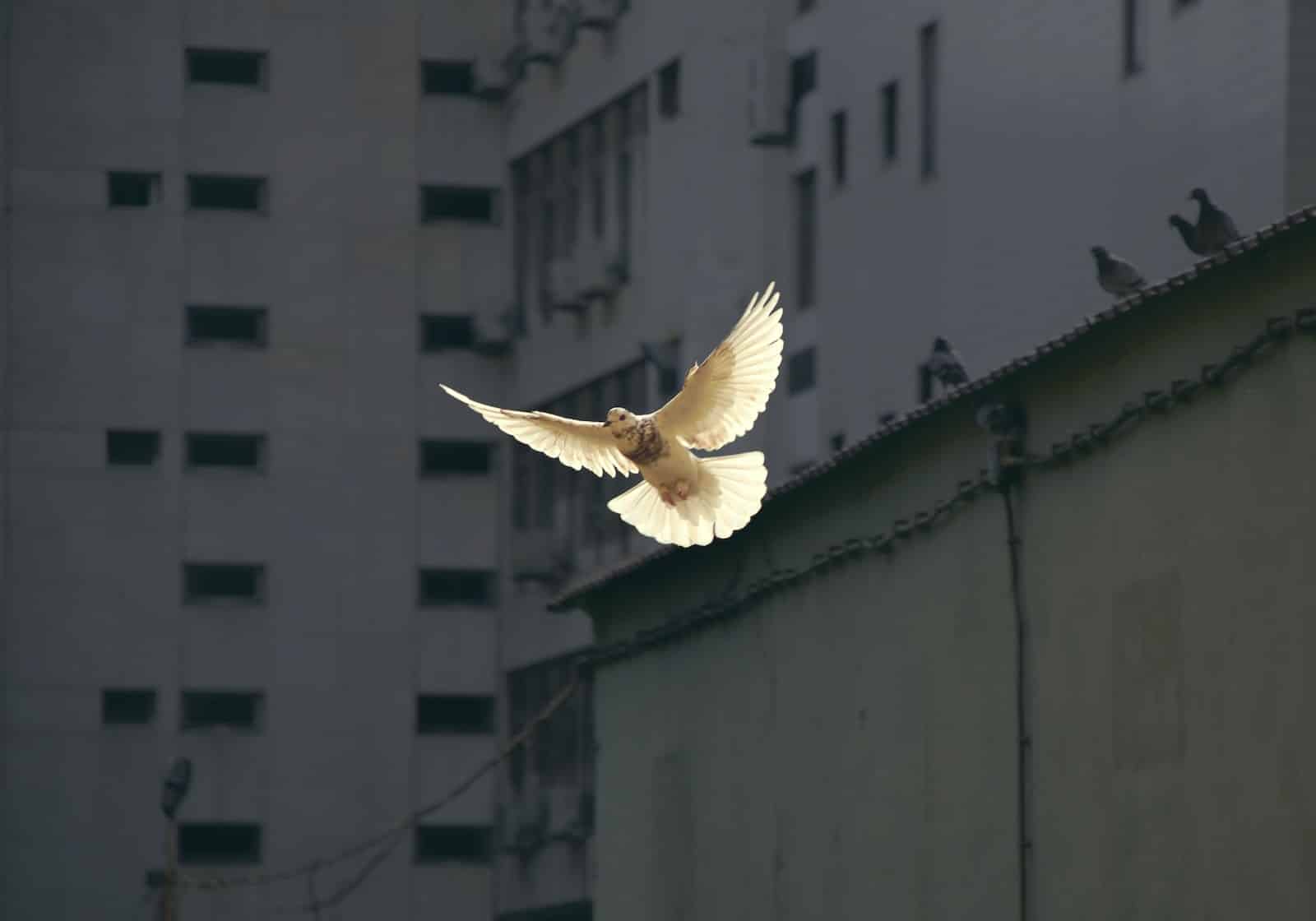 in flight dove