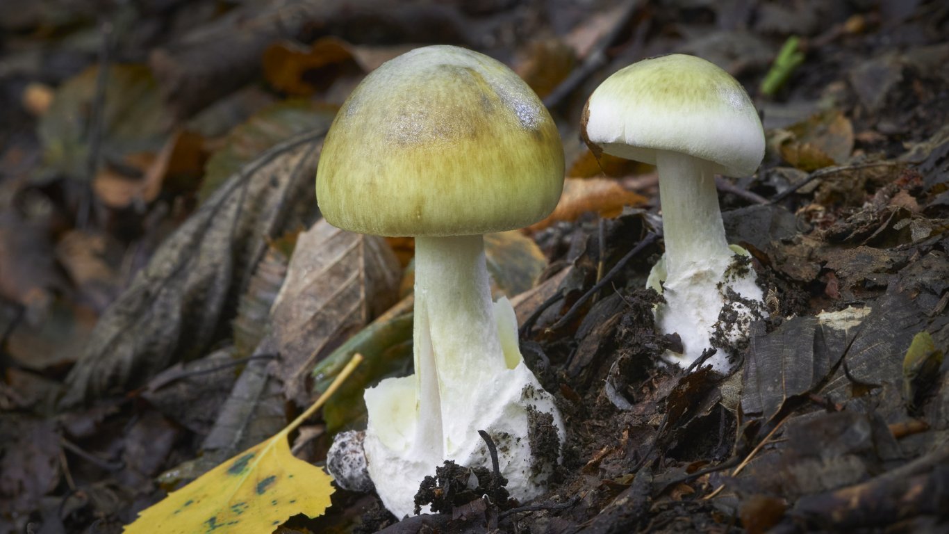 Antidote for the most poisonous mushroom in the world found
