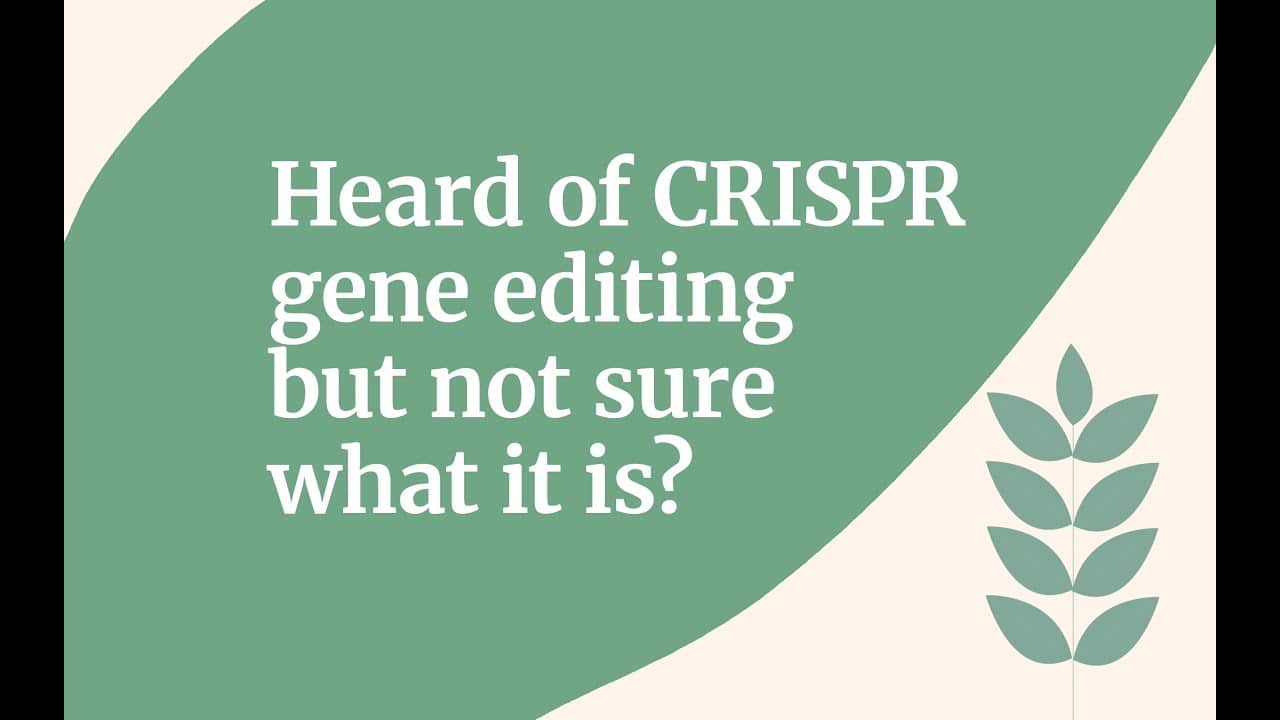 A CRISPR picture emerges on European Union GMO directive