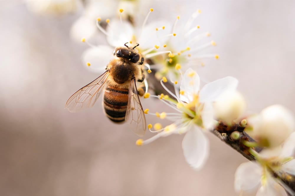Всемирный день пчел 20 мая