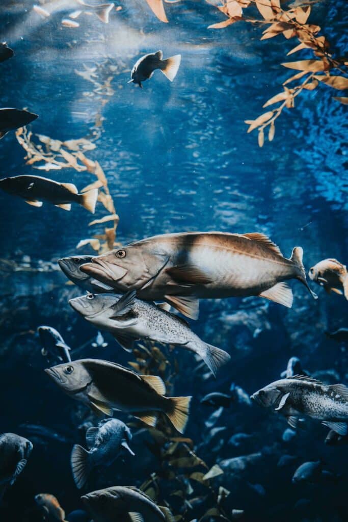 school of fish in water