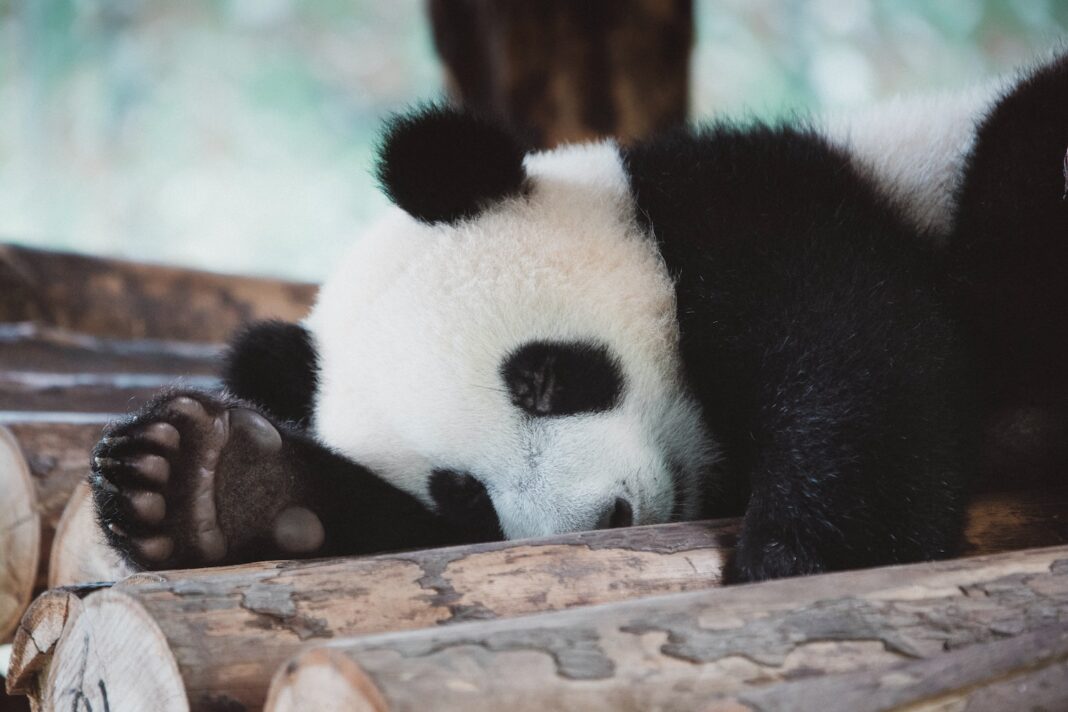 panda medve barna fa ágán nappal