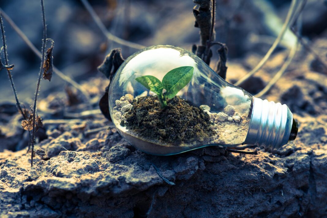 Clear Light Bulb Planter on Gray Rock green energy