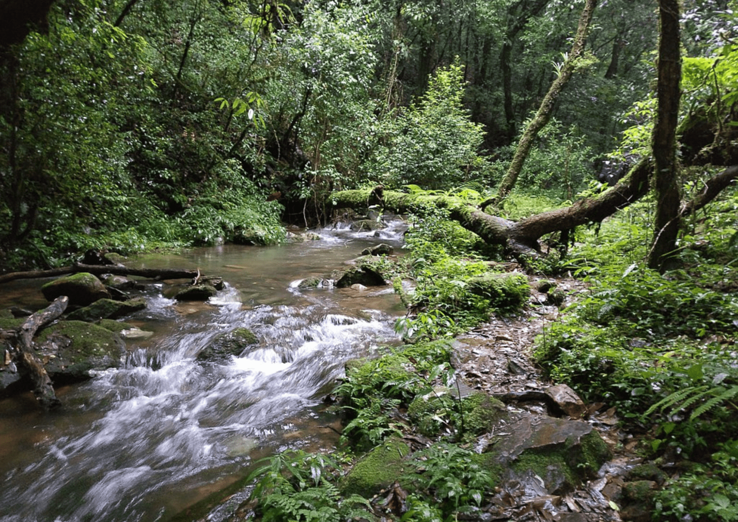 Collaborative Efforts of Indigenous and Christian Communities Promote Conservation of Sacred Forests in India