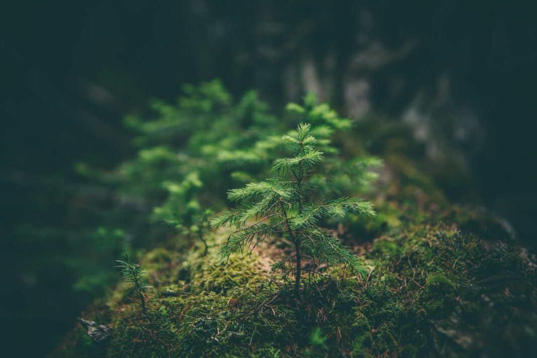 fotografi selektif tanaman daun hijau