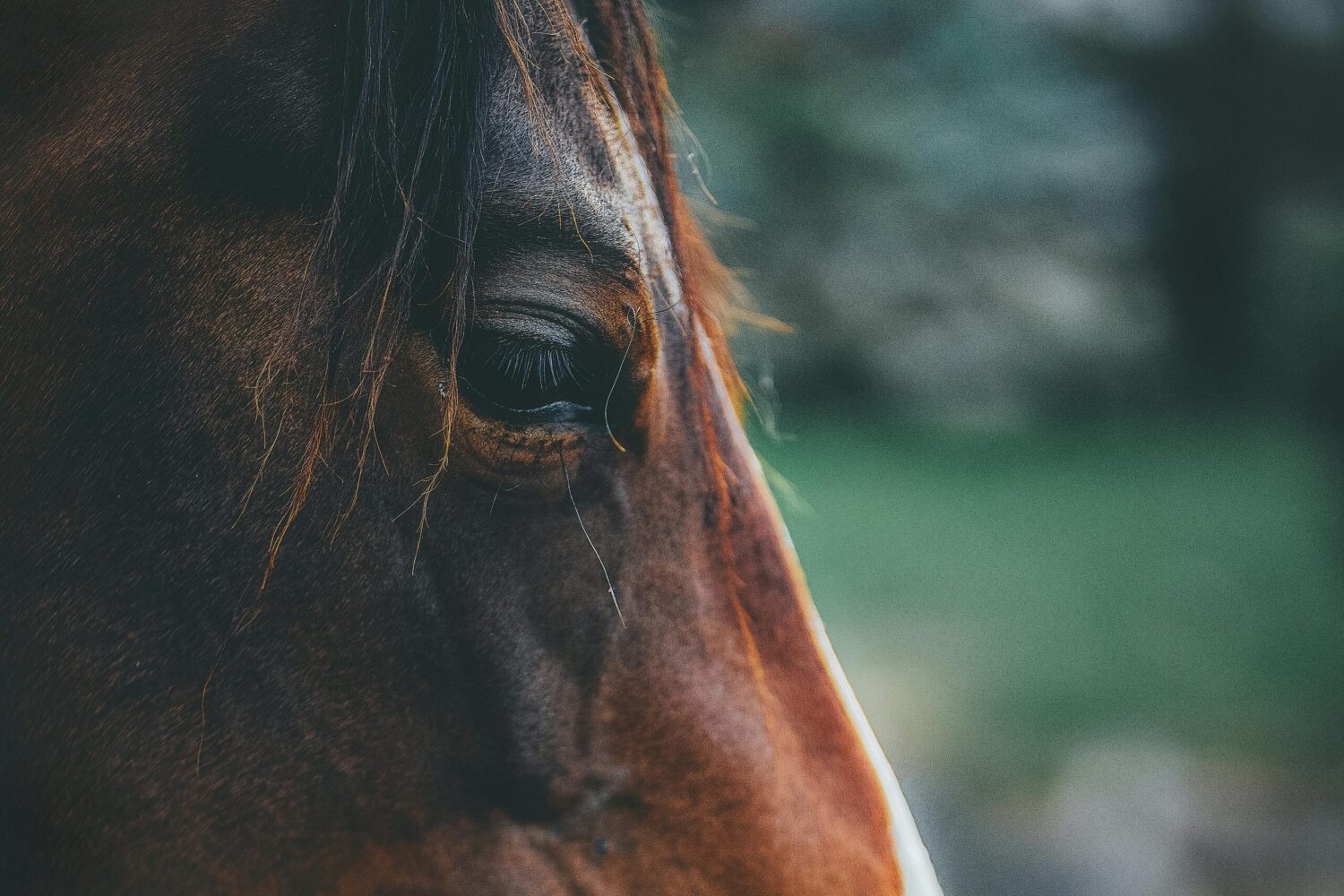 Les chevaux sont beaucoup plus intelligents qu’on ne le pensait