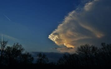 The Chancery Lane Project unveils climate clauses for Japanese and German markets silhouette of trees during daytime