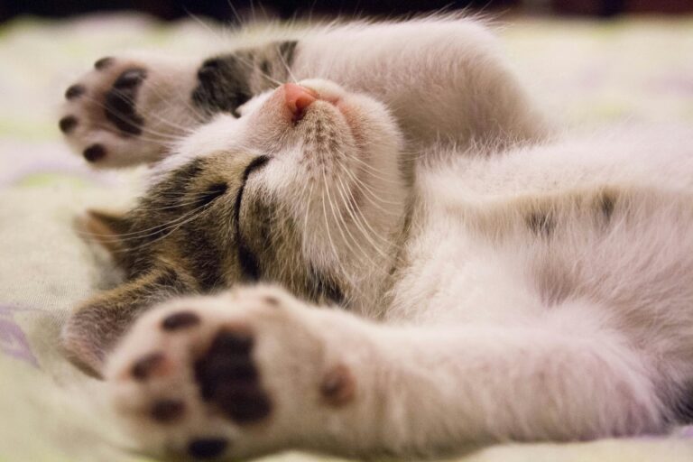 L’endroit préféré du chat pour faire la sieste est chez son propriétaire