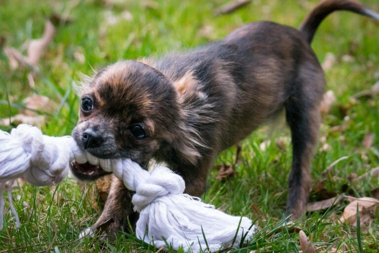 Dog Bites But Doesn’t Squeeze – What Does It Mean?