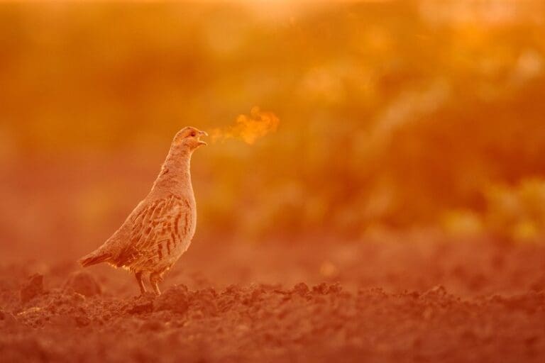 Vote now to pick winner of this year’s EEA Environment&Me photo competition Public Choice Award | Press releases