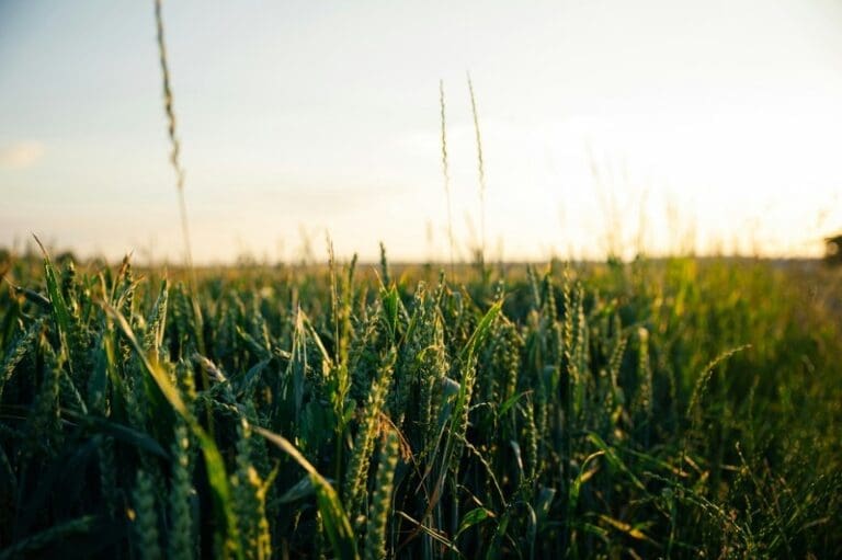 Climate change impacts leading to increased exposure to harmful toxins | Press releases