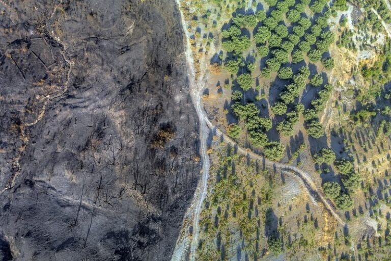 Europe’s land carbon sink declines, but its potential stays high | Press releases