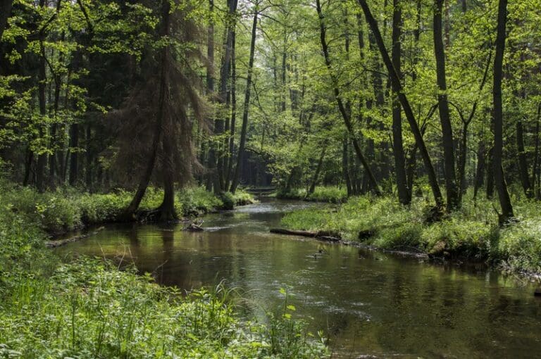 How to make European forests resilient to wildfires by working with nature | Press releases