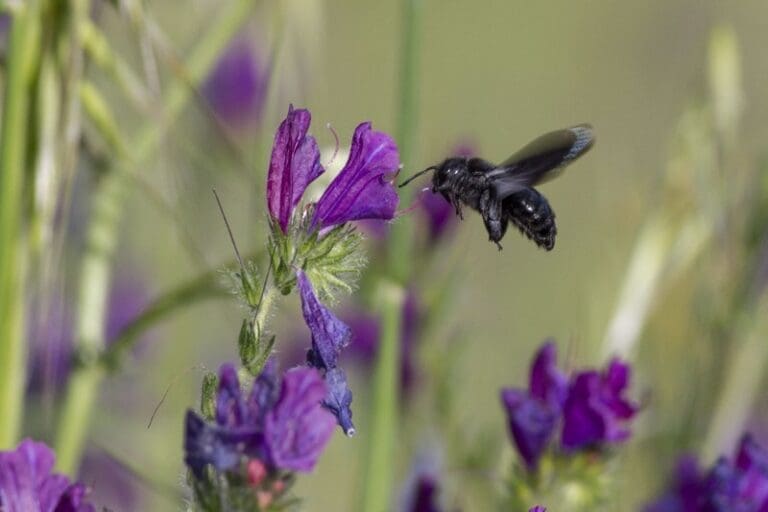 Reversing pollinator decline: why Europe must act now | Press releases