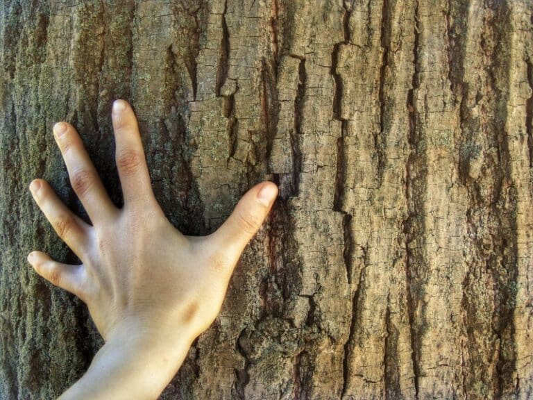 More bio-based innovation can help reduce environmental impacts, boost Europe’s bioeconomy and sustainability | Press releases