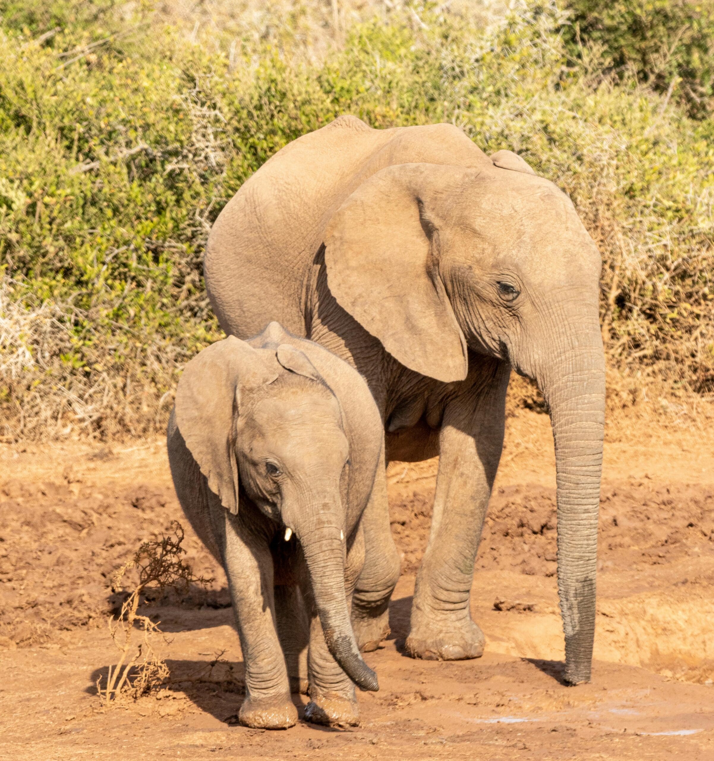“Hai una memoria come un elefante” – cosa pensa la scienza di questa espressione