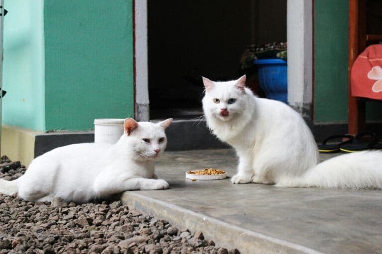 Dehydration in Cats