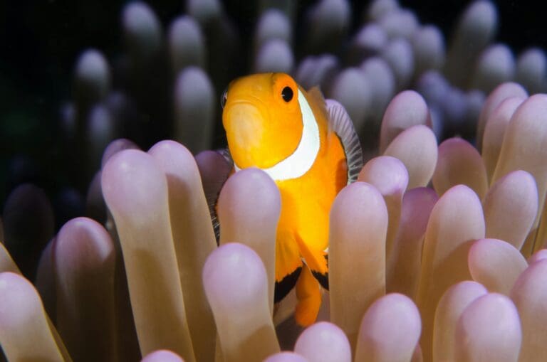 How Fish See