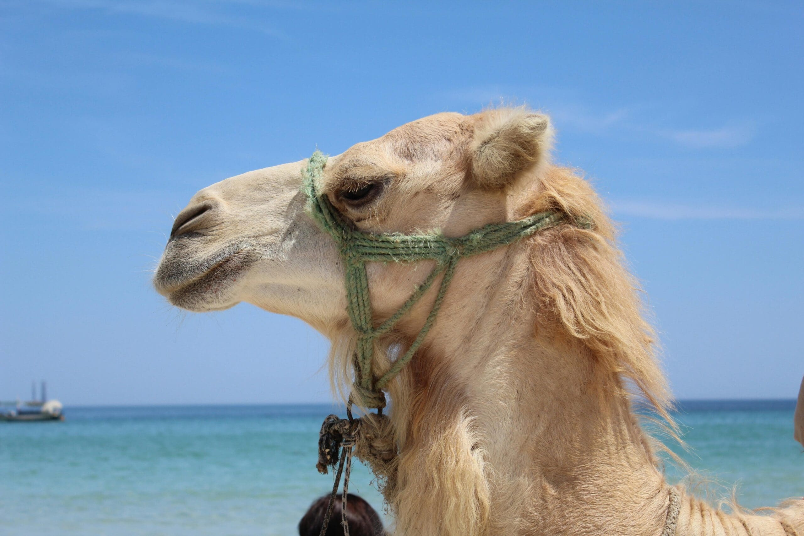 20 camels thrown out of beauty pageant over botox