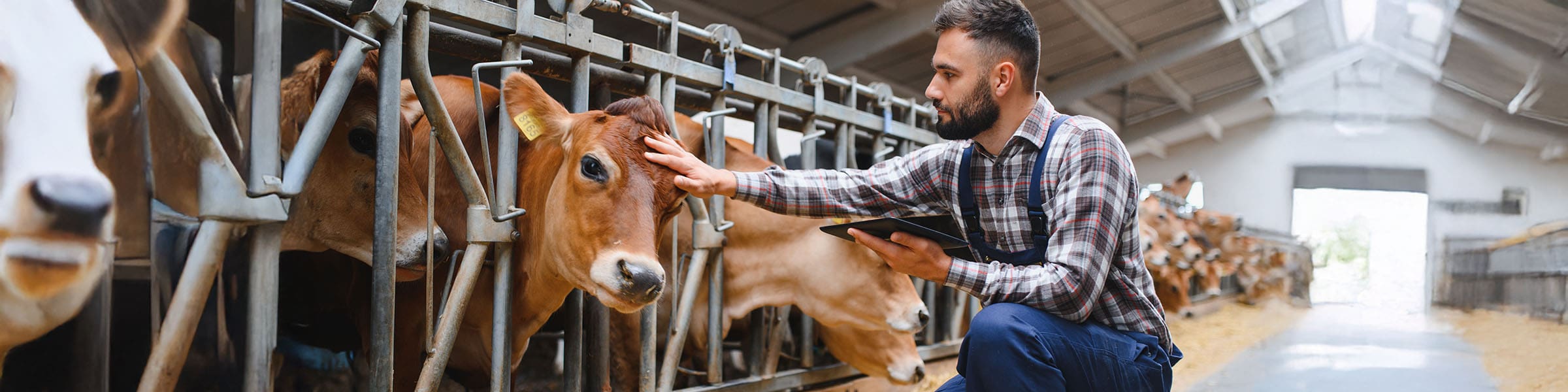Connected countryside: smart tech is recharging rural Europe