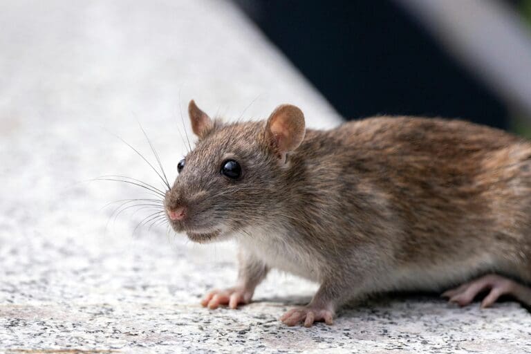 Monument to rat sapper unveiled